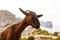 Majorca goat in Formentor Cape Lighthouse