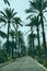 Majorca palm tree avenue