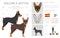 Majorca Ratter clipart. All coat colors set.  All dog breeds characteristics infographic