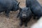 Majorcan black pig in a farm stable