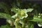 Majorcan hellebore