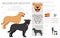 Majorcan Mastiff clipart. All coat colors set.  All dog breeds characteristics infographic