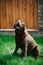 The Majorcan shepherd dog on the grass