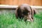 The Majorcan shepherd dog on the grass court