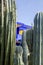 The Majorelle Garden, Jardin Majorelle. Marrakech, Morocco. Plants and furnishing elements, architecture of outdoor spaces