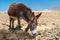 Majorera male donkey at Jandia Peninsular, Fuerteventura, Spain