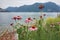 Majors flowers on the shore of Lake Lugano