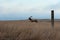 Make Tule elk in the marshland along Point Reyes National Seashore, Marin County, California