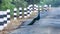 Make way for Wild life - Peacocks on the roads of rural india
