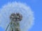 Make a wish - dandelion