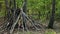 A makeshift shelter in the forest, a clumsy hut built of branches.