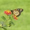 Makhaon butterfly on a flower. Summertime.