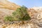 Makhtesh Ramon crater mountains park view trekking path with tree - geological site in Negev desert