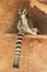 maki catta lemur sitting on wall