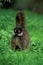 MAKI DE MAYOTTE lemur fulvus mayottensis
