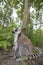 Maki lemur catta in a forest