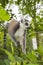 Maki lemur catta in a tree