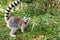 Maki monkey on the ground looking at the viewer. interested and playful are the black and white monkeys