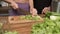 Making green juice at home: Female hands cut celery with a knife on a board table in the kitchen. Unrecognizable fitness