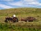 Making hay while the sun shines