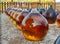 Making of natural sweet dessert muscat liqueur white wine outside in big round glass antique demijohn bottles in