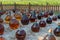 Making of natural sweet dessert muscat liqueur white wine outside in big round glass antique demijohn bottles in Frontignan, south