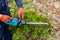 Making niwaki. Male gardener works with professional gardening tools in the backyard. Hedge trimmer cutting bushes. Topiary