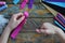 Making pink lama. Sewing toys from felt with your own hands. DIY concept for children. Handmade crafts. Step 2. Cut all details of