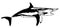 Mako shark fish I. vector