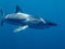 Mako Shark Isurus oxyrinchus