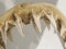 Mako shark jaw showing teeth