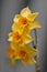 Makro of beautiful Daffodils Narcissus