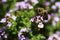 Makro close up of blooming thyme bush thymus vulgaris with isolated bee pollinating