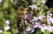 Makro close up of blooming thyme bush thymus vulgaris with isolated bee pollinating