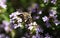 Makro close up of blooming thyme bush thymus vulgaris with isolated bee pollinating