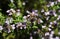 Makro close up of blooming thyme bush thymus vulgaris with isolated bee pollinating