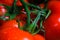 Makro close up of fresh red wet red tomatoes with green trusses and leaves