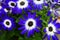 Makro close up of isolated blue and white flower blossoms with water drops - cineraria, senetti pericallis selective focus