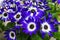 Makro close up of isolated blue and white flower blossoms with water drops - cineraria, senetti pericallis selective focus