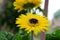 Makro close up of isolated yellow wet flower blossom with water drops - gerbera daisy selective focus