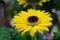 Makro close up of isolated yellow wet flower blossom with water drops - gerbera daisy selective focus