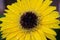 Makro close up of isolated yellow wet flower blossom with water drops - gerbera daisy selective focus