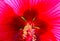 Makro close up with view into hibiscus flower blossom along filaments on bright red shining petals with green glowing stern