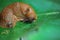 Makro closeup of one slimy wet snail arion rufus on green leaf with respiratory pore