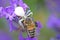 Makro closeup of small venomous female white crab spider misumena vatia feeding on larger honey bee with Milichiidae  flies