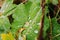 Makro of waterdrops on a leave