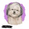Mal-shi Dog isolated digital art illustration. Hand drawn dog muzzle portrait, puppy cute pet. Dog breeds originating United