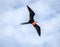 Mala Galapagos frigate bird in flight showing gular pouches