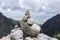 Mala studena dolina hiking trail in High Tatras, summer touristic season, wild nature, touristic trail, stone cairn