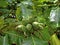 Malabar almond fruits on tree
